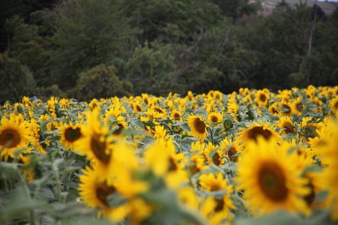 Le tournesol photo 1